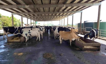 Choosing the Perfect Rubber Mats for Your Dairy Shed: A Farmer's Guide