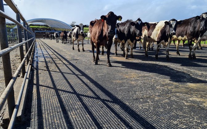 Dairy herd walking across UltraGrip round-stud mats, EasyMat dairy cow rubber flooring in a railed yard