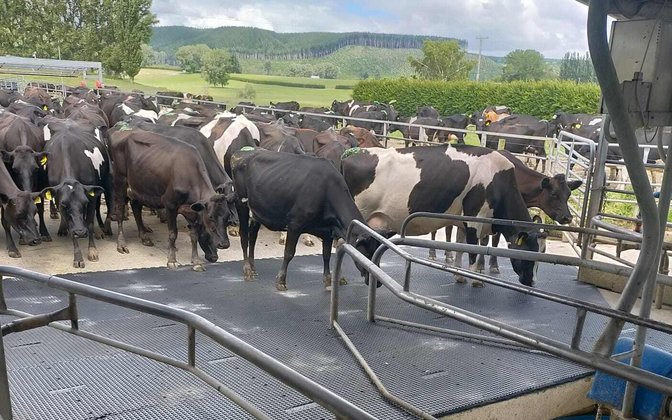 Cows stepping onto interlocking rubber matting at a milking shed entry, built to take heavy herd traffic, EasyMat