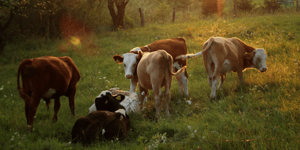 Do Rubber Mats Actually Reduce Lameness in Dairy Cows?
