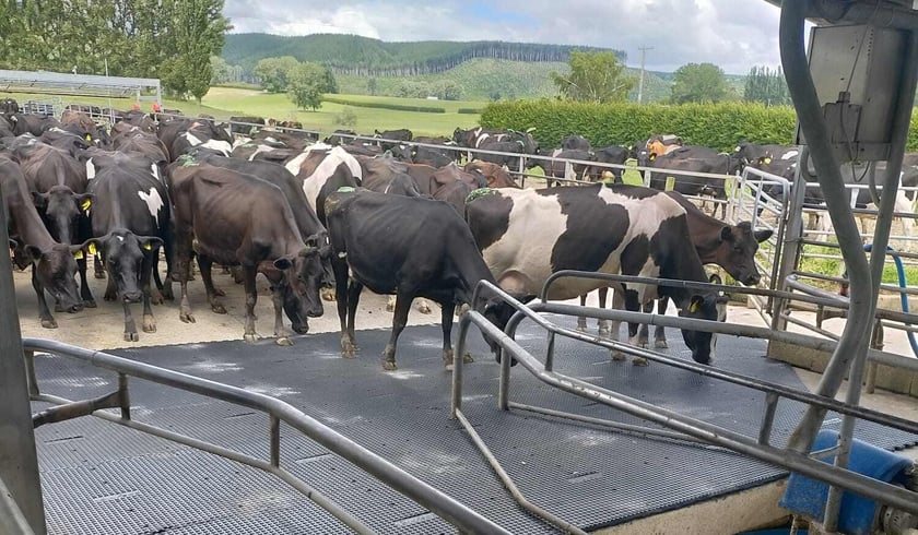 Do Rubber Mats Actually Reduce Lameness in Dairy Cows?