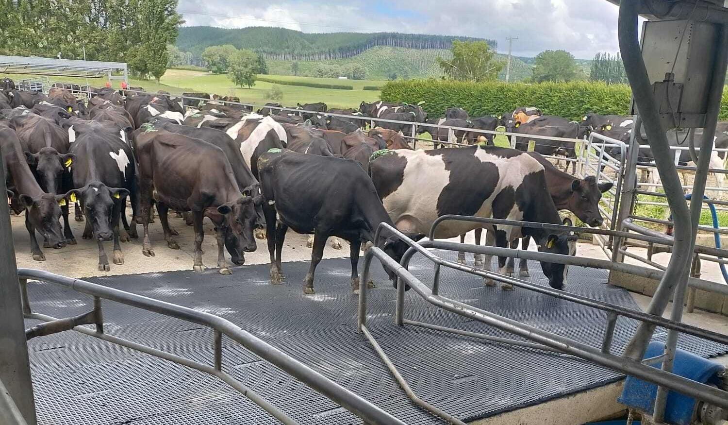 Do Rubber Mats Actually Reduce Lameness in Dairy Cows? 