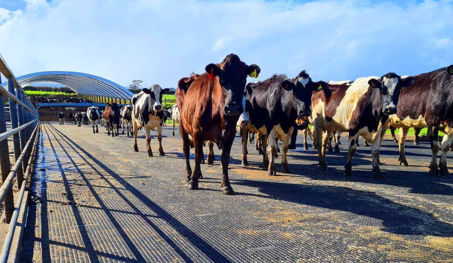 Dairy herd walking across UltraGrip round-stud mats, EasyMat dairy cow rubber flooring in a railed yard